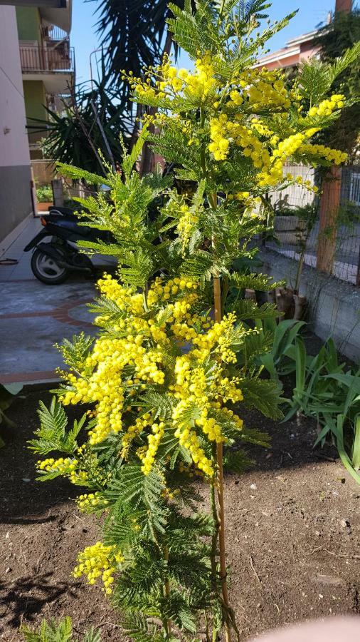جيارديني ناكسوس B&B Mimosa المظهر الخارجي الصورة